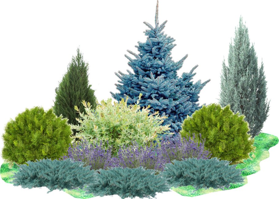 Ель колючая Picea pungens glauca