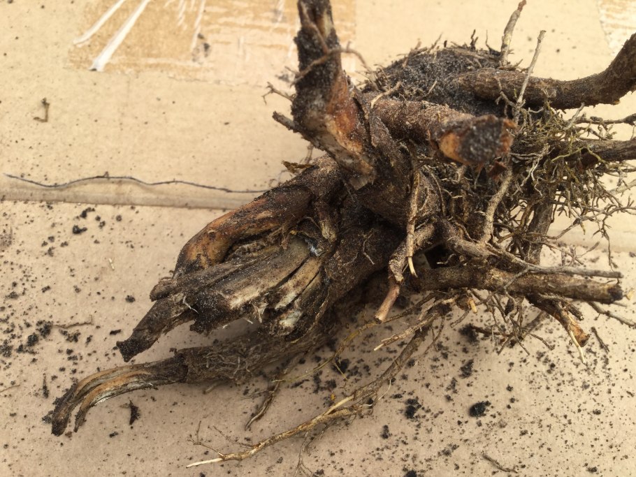 Корневая система сосны обыкновенной схема