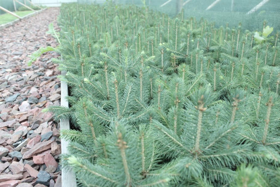 Корневая система ели обыкновенной схема