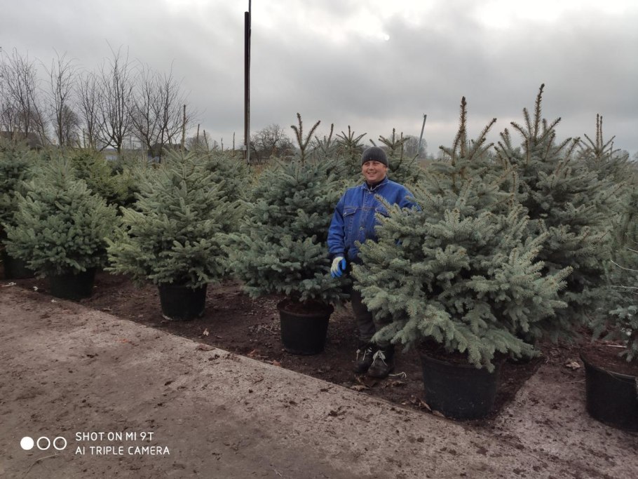 Сеянцы кедровой сосны лесовосстановление