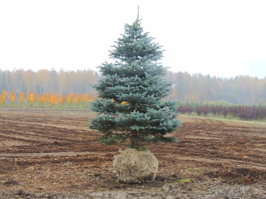 Голубая ель корни