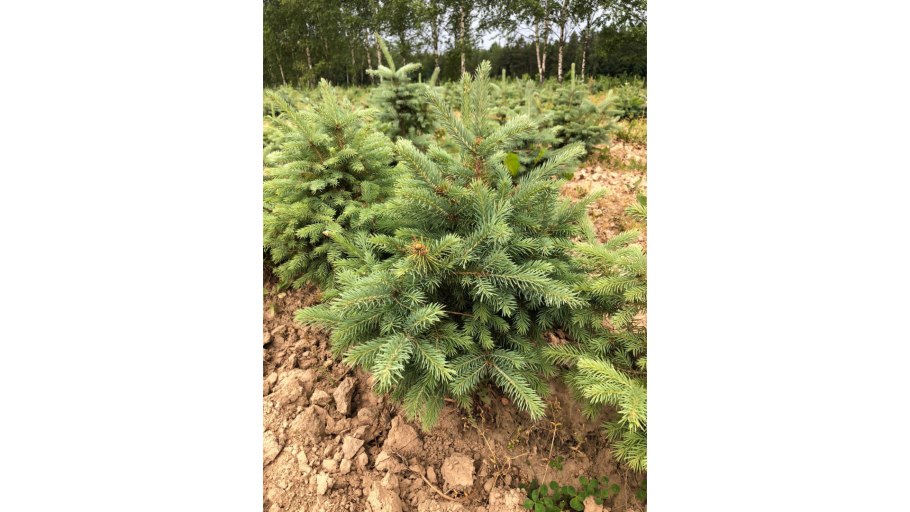 Ель Picea pungens Mecky