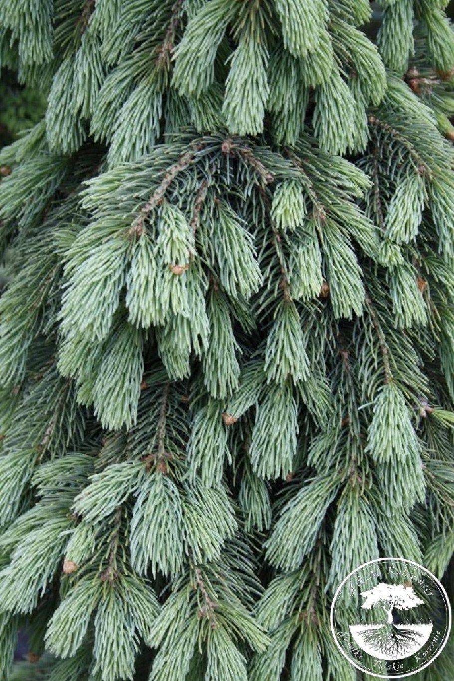 Ель Пендула сорта плакучая