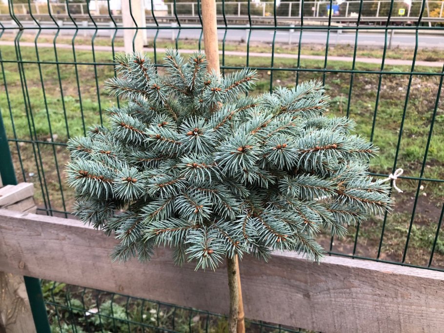 Ель колючая glauca Kaibab