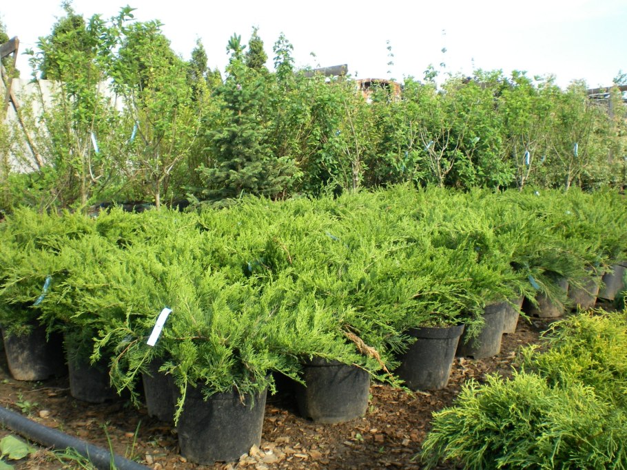 Корневая система кипариса схема