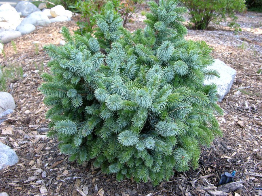 Можжевельник Picea glauca var. Albertiana 'tiny'