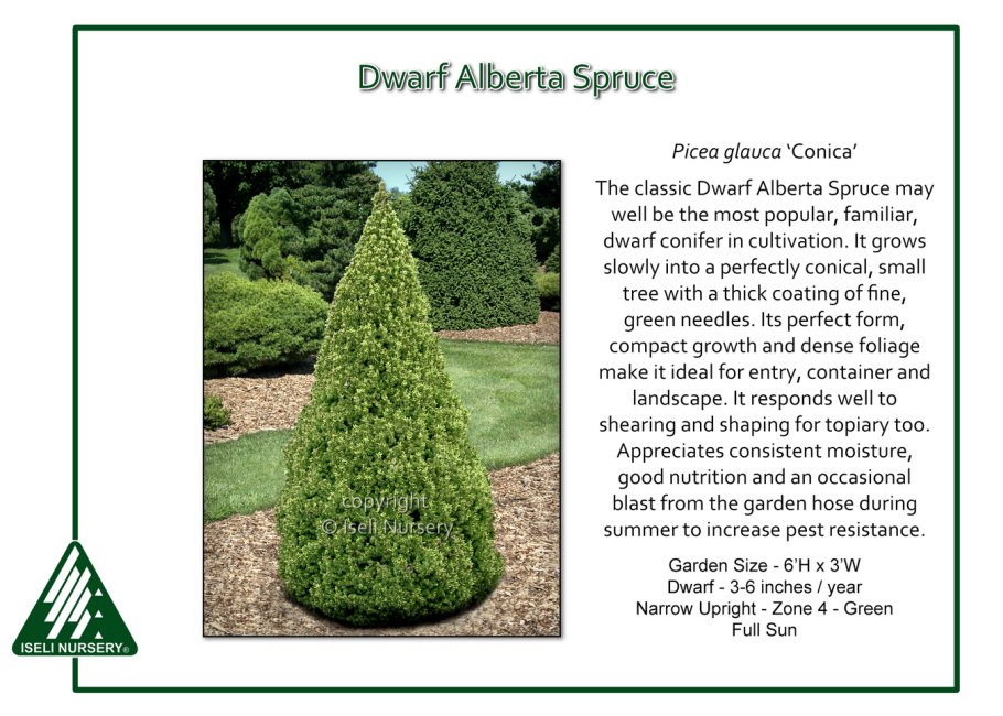 Можжевельник Блю миксбордер