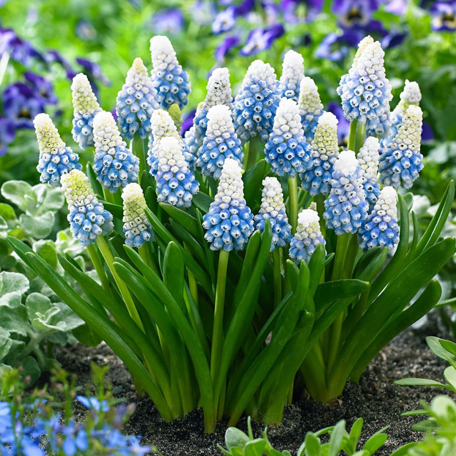 Мускари latifolium