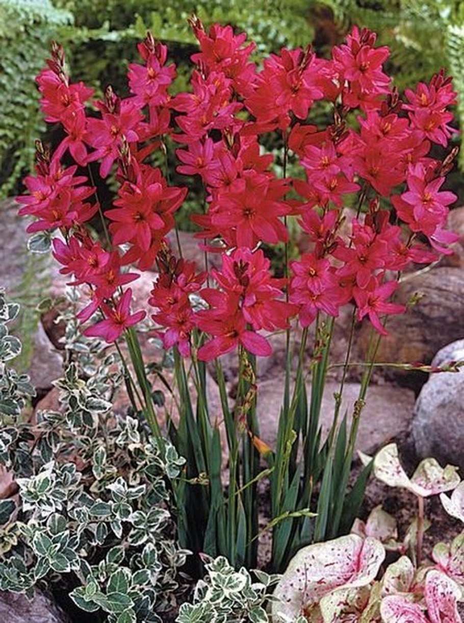 Луковичные Иксия