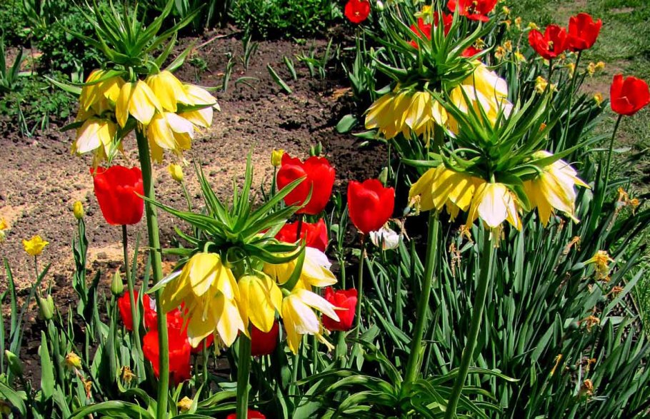 Лилейник Императорский рябчик