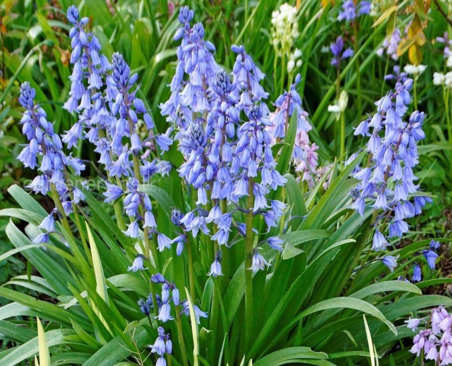 Гиацинтоидес Блю