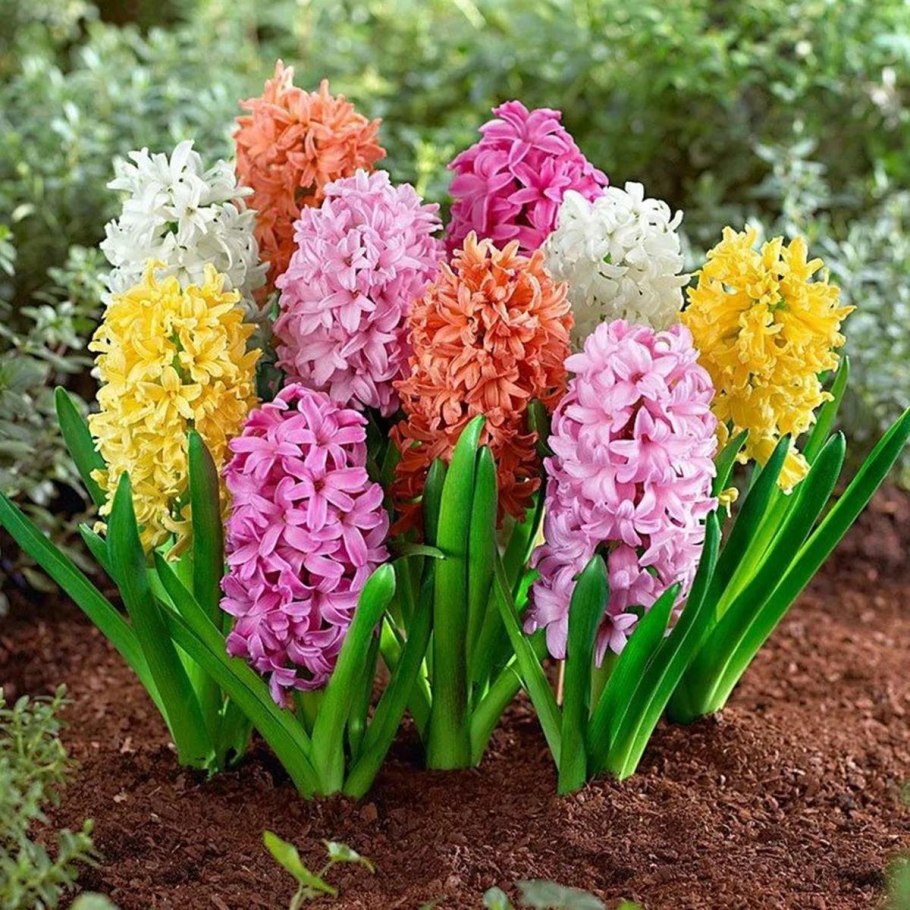 Лилейные гиацинт