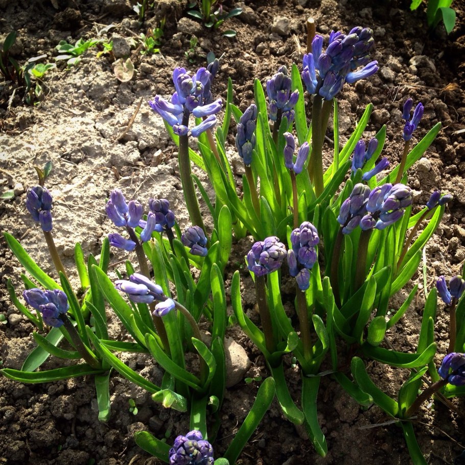 Луковичные первоцветы