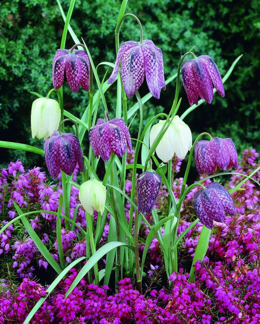 Рябчик шахматный Fritillaria meleagris