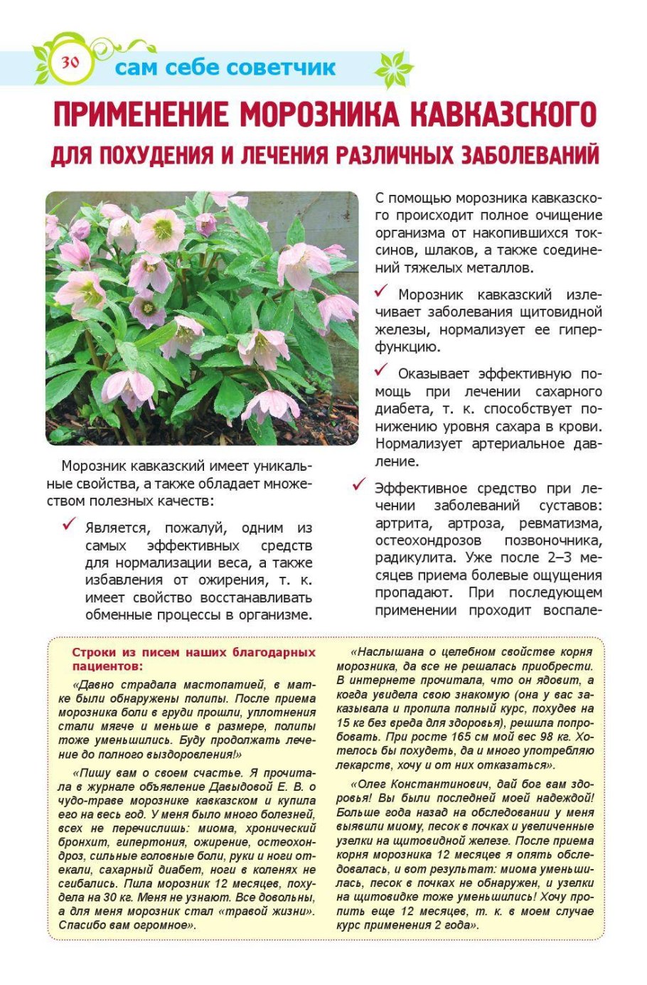 Кавказский морозник целебные травы