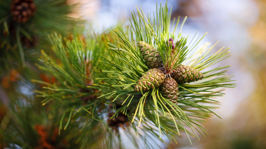 Голосеменные сосна Кедровая