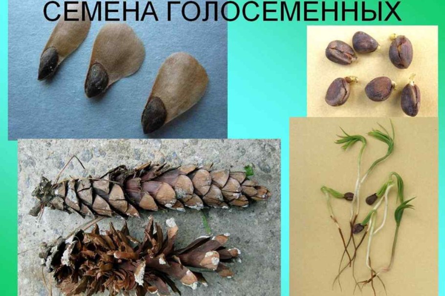 Голосеменные цикл развития сосны обыкновенной