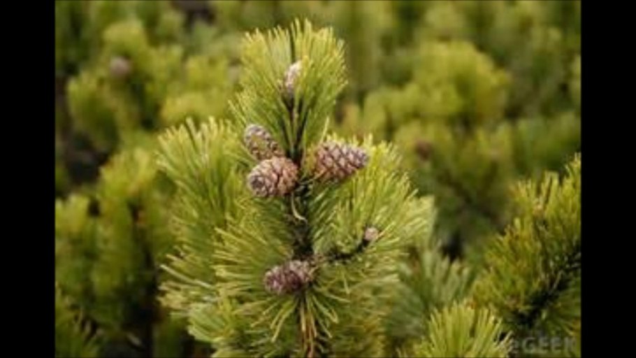 Хвоя голосеменных