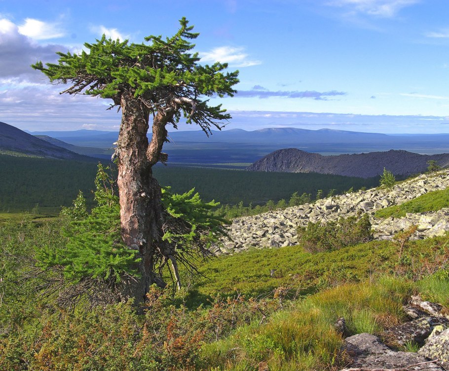 Орландо big three парк дерево