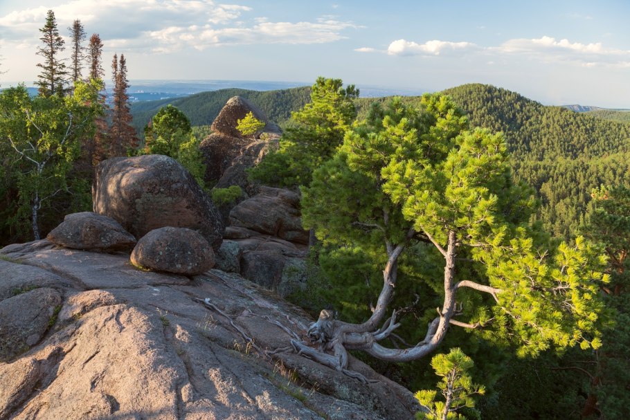 Пихта Дугласа гигант