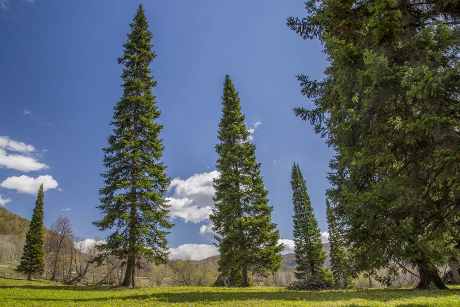 Горная Тайга Южный Урал