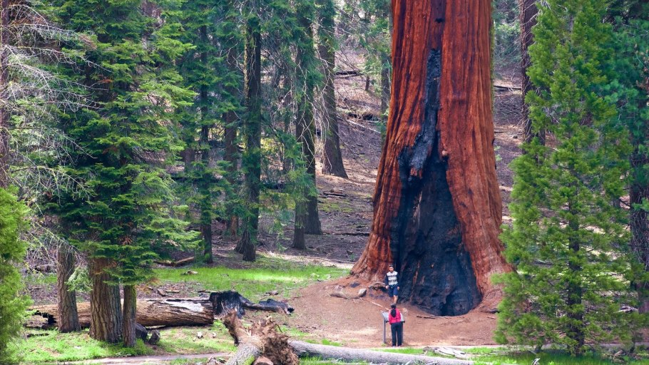 Секвойя мамонтово дерево