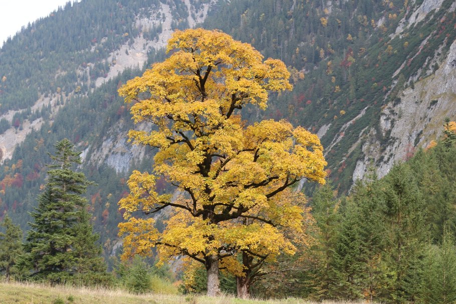 Девственные леса Коми Печора