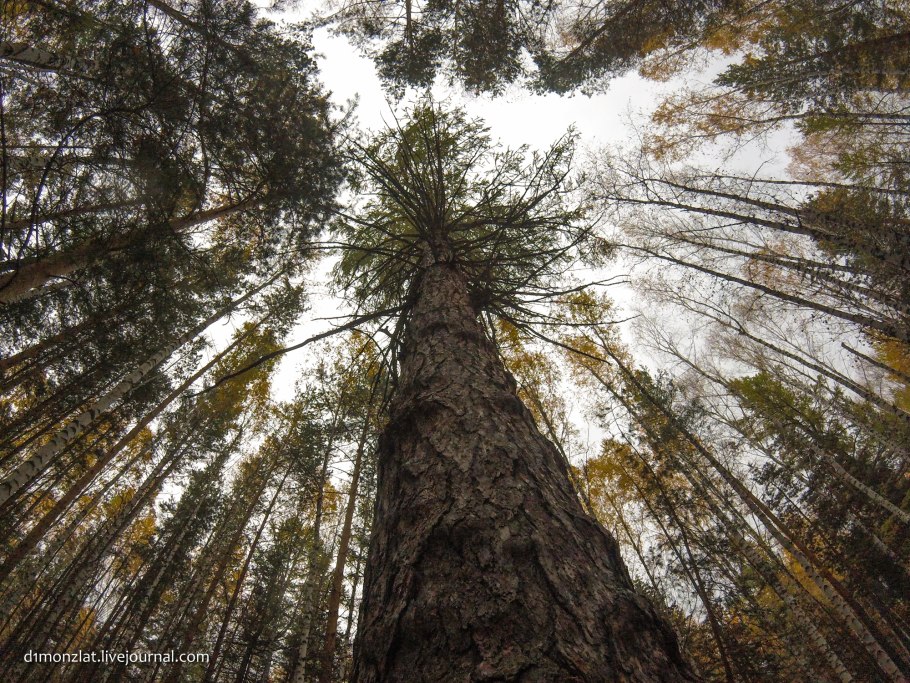 Сибирский кедр дерево