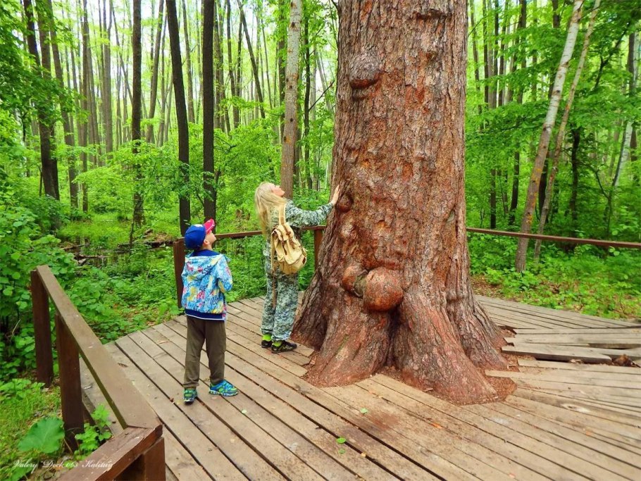 Секвойя вечнозеленая дерево