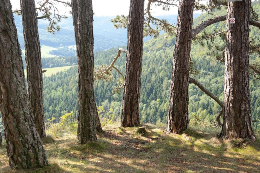 Сосна Кедровая Сибирская Сибирский кедр