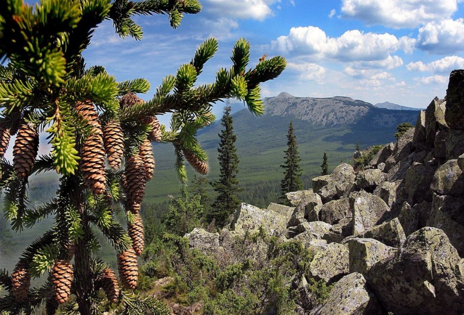 Сосны Южный Урал