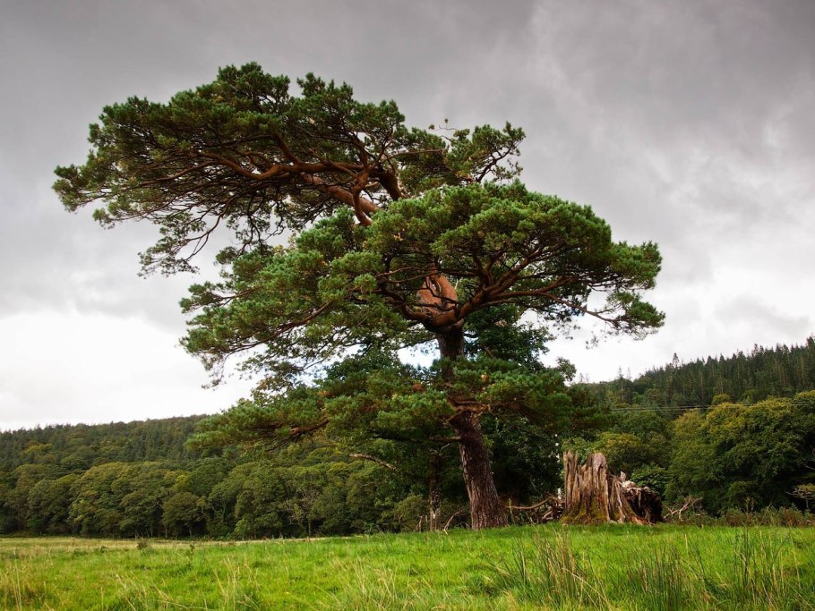 Елово Сосновый лес