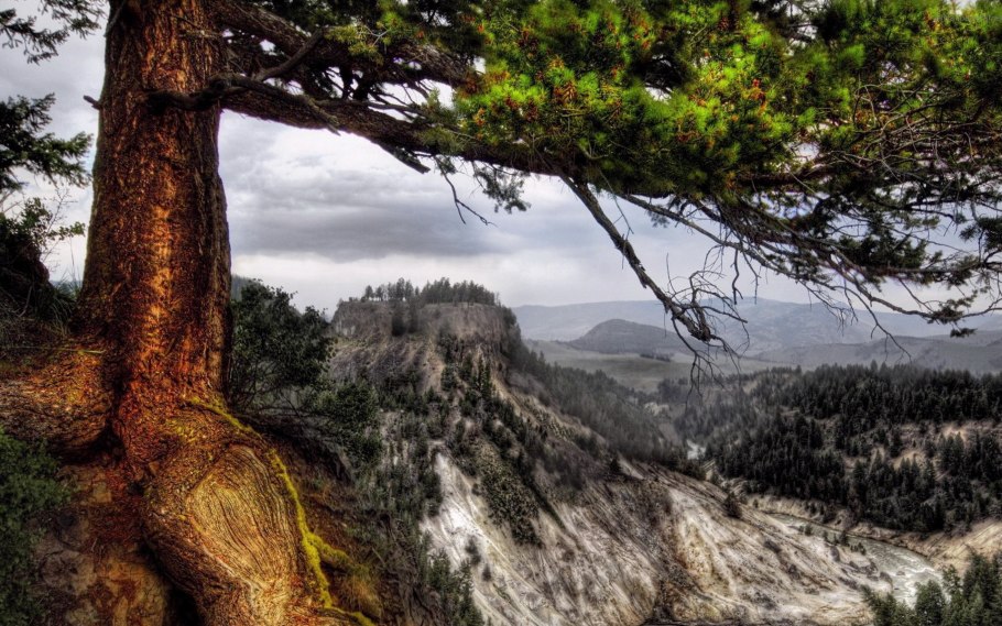 Рябина обыкновенная дерево