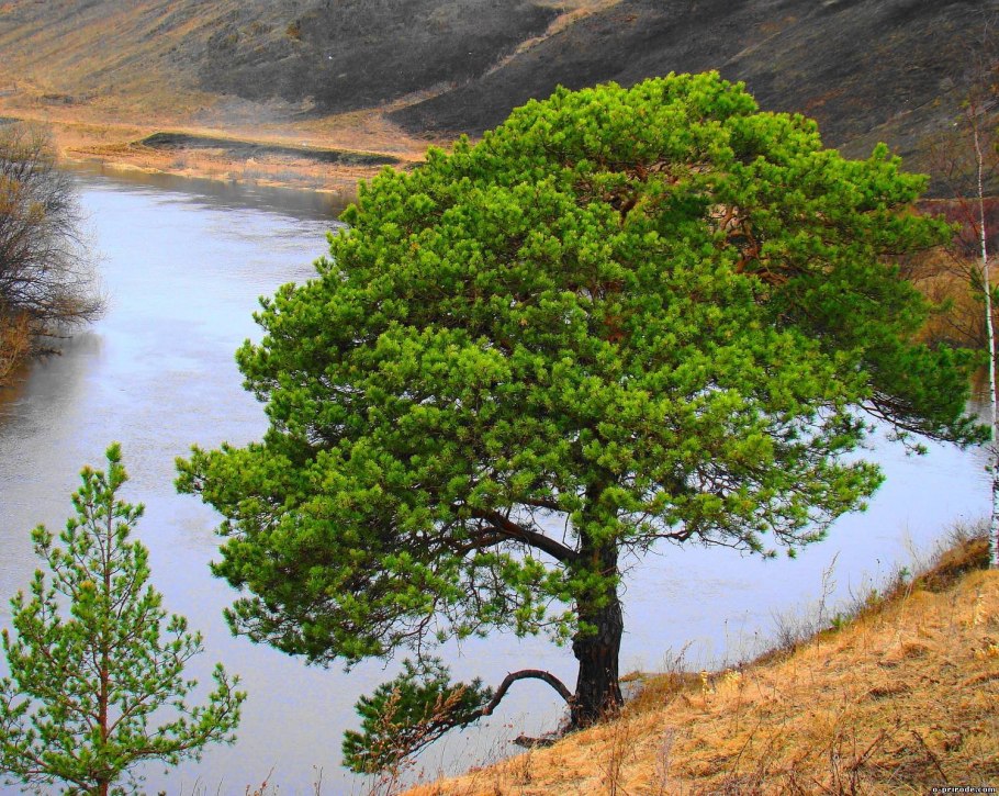 Лес секвойи в Калифорнии