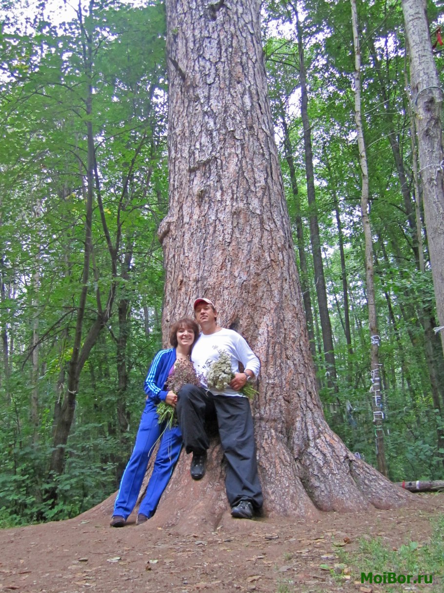 Сосна великанша бузулукский бор