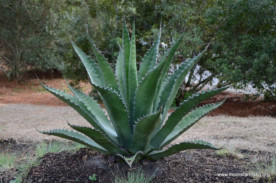 Цветок американский лаконос