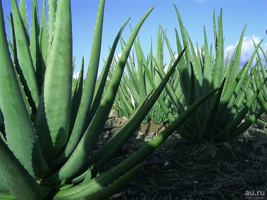 Хищные растения Росинка