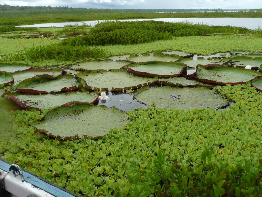 Растения Африки алоэ Вера