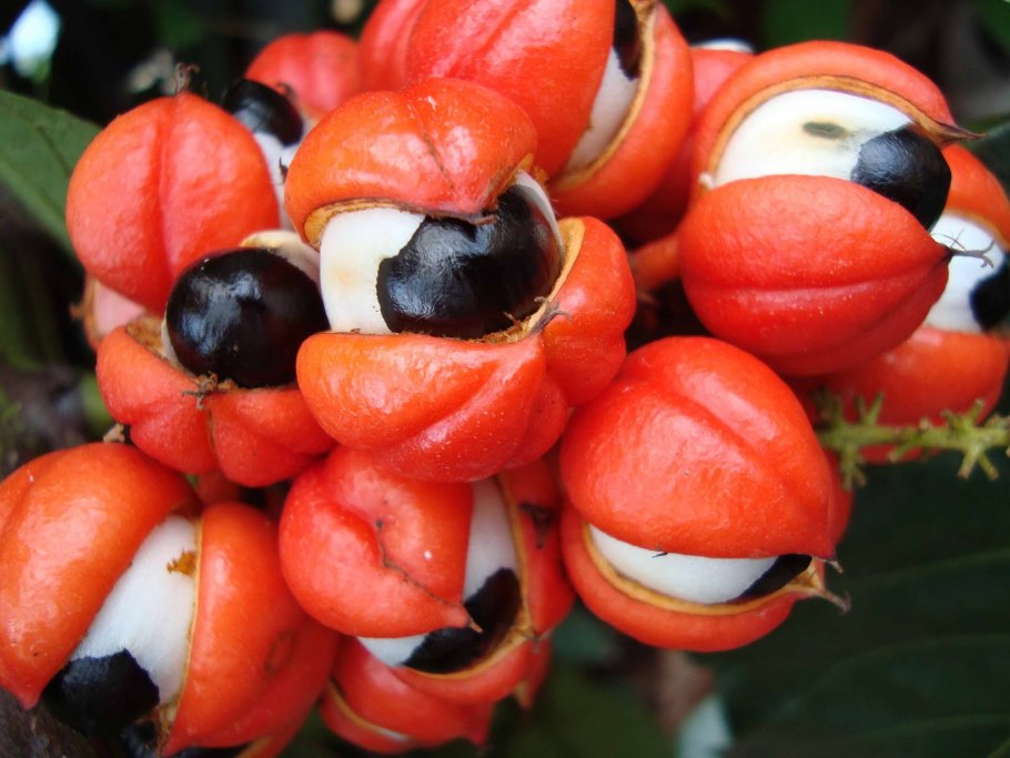 Представители Флоры и фауны