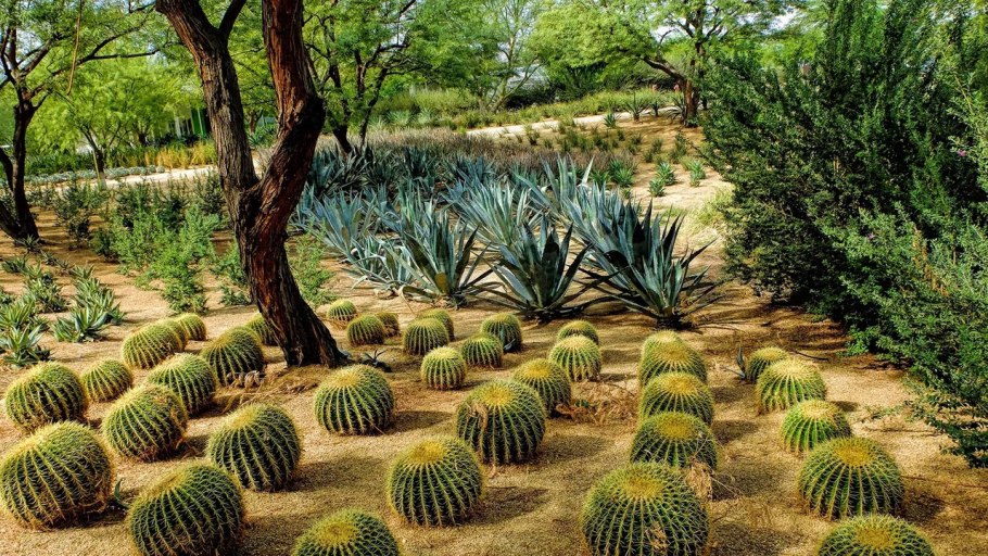 Растения Южной Америки Психотрия