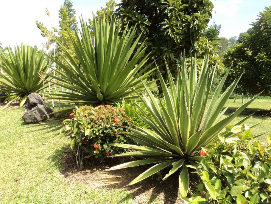 Лечебные растения Индии