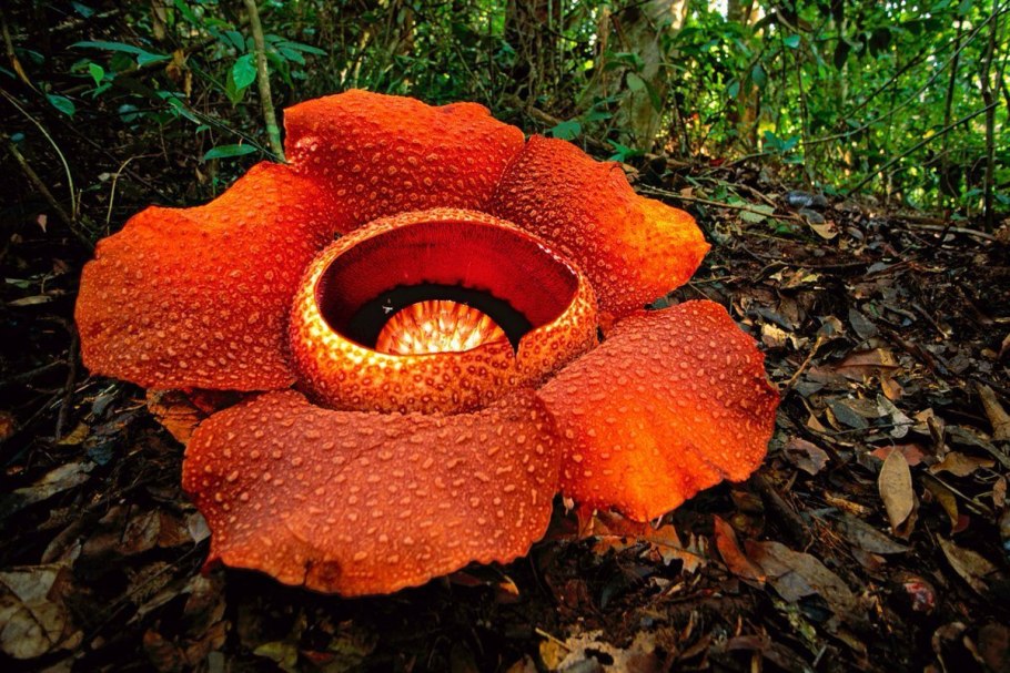 Опунция Флора Южной Америки