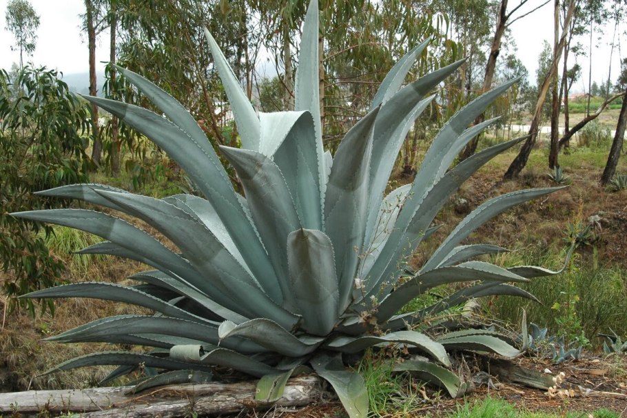 Лапачо муравьиное дерево