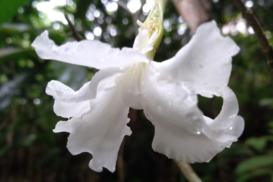 Растения джунглей Бразилии