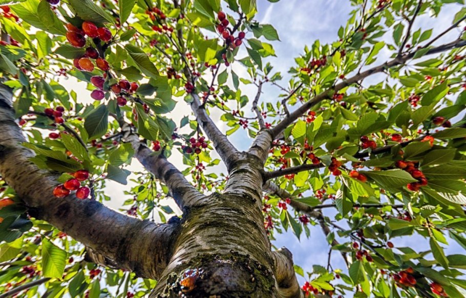 Фотограф бет Мун