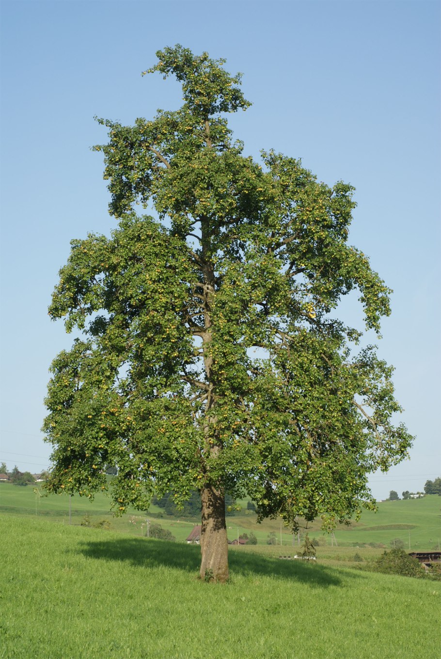 Вишня Подбельская фото дерева