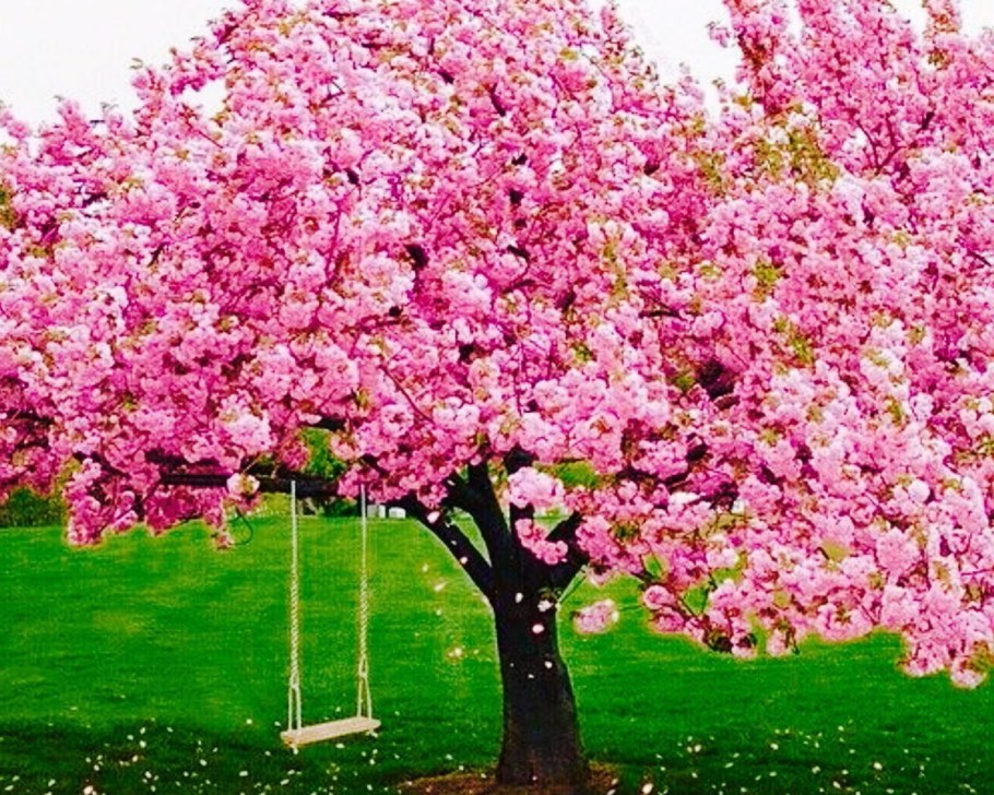 Привитые многосортовые плодовые деревья