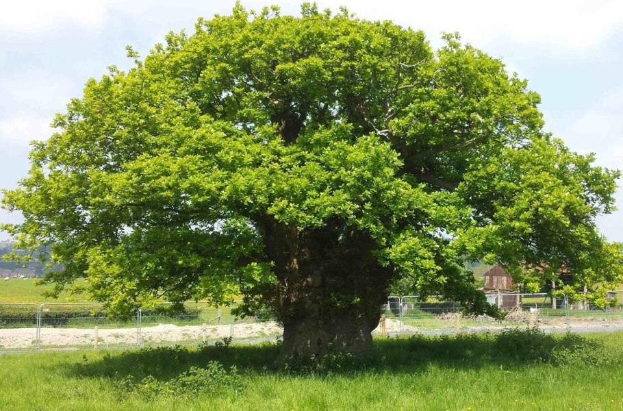 Лиепусальский дуб