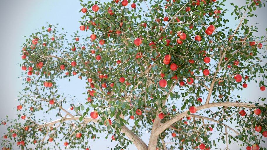 Яблочные плантации Нормандии