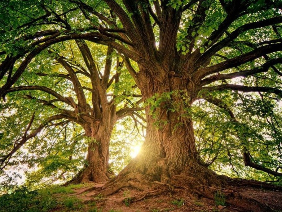 Розовое дерево